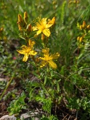 Hypericum linarioides