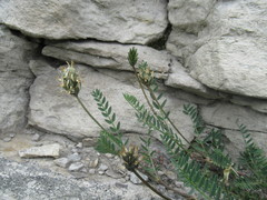 Astragalus inopinatus