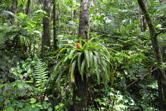 Guzmania berteroniana