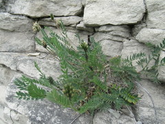 Astragalus inopinatus