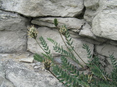 Astragalus inopinatus