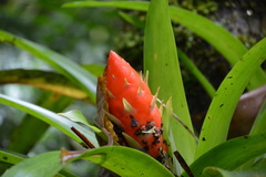Guzmania berteroniana