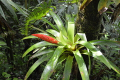 Guzmania berteroniana