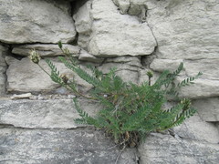 Astragalus inopinatus