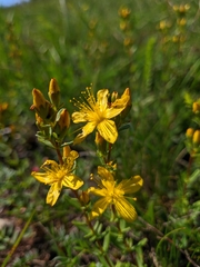 Hypericum linarioides