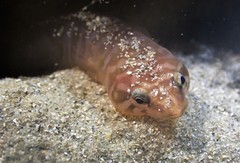 Aspasmogaster costata