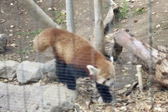 Ailurus fulgens