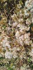 Senecio brachypodus