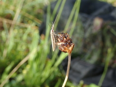 Pleurota aristella