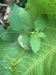 Phytomyza crassiseta