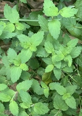 Phytomyza crassiseta