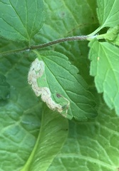 Phytomyza crassiseta