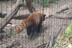 Ailurus fulgens