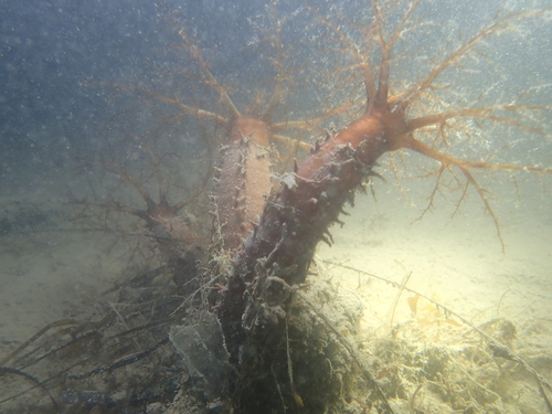Ocnus planci