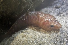 Aspasmogaster costata