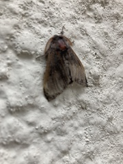 Calliteara pudibunda