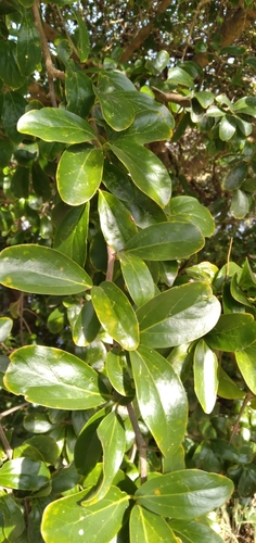 Image of Dovyalis afra by (c) Rosemary Harrison, some rights reserved (CC BY-SA)