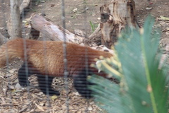 Ailurus fulgens