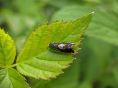 Grapholita tristrigana