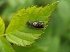 Grapholita tristrigana