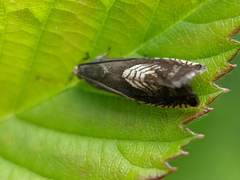Grapholita tristrigana