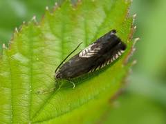 Grapholita tristrigana