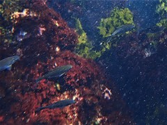 Kyphosus cornelii