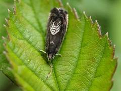 Grapholita tristrigana