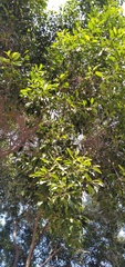 Olea woodiana