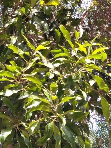 Image of Olea woodiana by (c) Rosemary Harrison, some rights reserved (CC BY-SA)