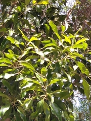 Olea woodiana