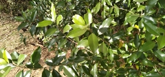 Olea woodiana