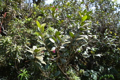 Tabebuia rigida