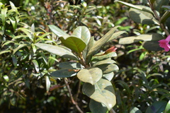 Tabebuia rigida