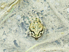 Bufotes latastii