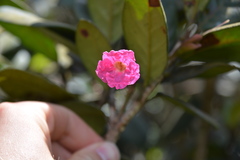 Tabebuia rigida
