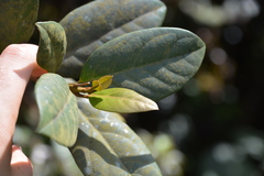 Tabebuia rigida