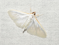 Palpita warrenalis