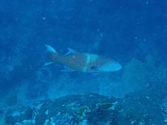 Plectropomus oligacanthus