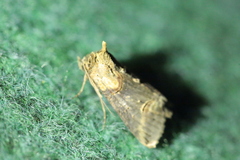 Abrostola tripartita