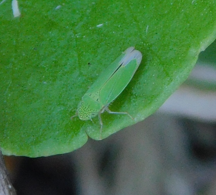 Common Green Leafhopper in March 2018 by Jade Fortnash · iNaturalist