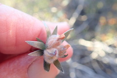 Amphithalea tomentosa