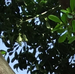 Cussonia sphaerocephala