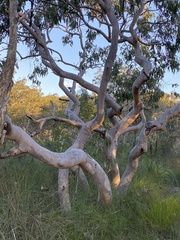 Eucalyptus bancroftii
