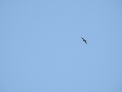 Spilornis cheela