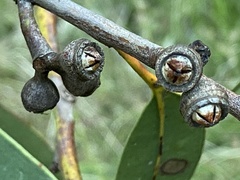 Eucalyptus bancroftii