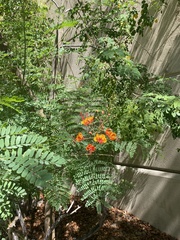 Caesalpinia pulcherrima