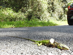 Calotes grandisquamis