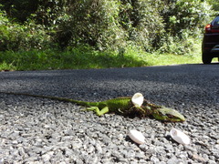 Calotes grandisquamis