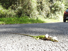 Calotes grandisquamis